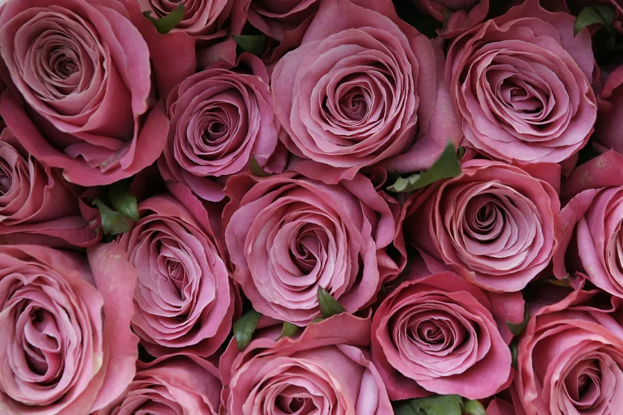 Pink Roses
