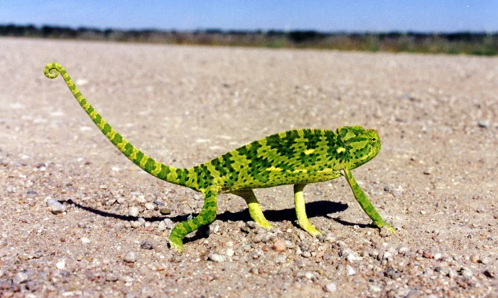 Chameleon, Namibia