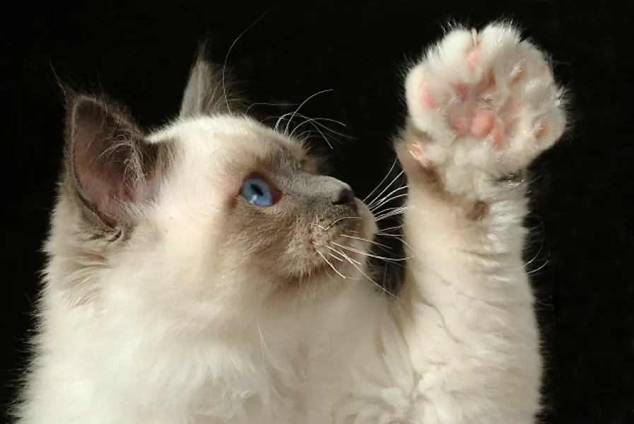 High Five !!