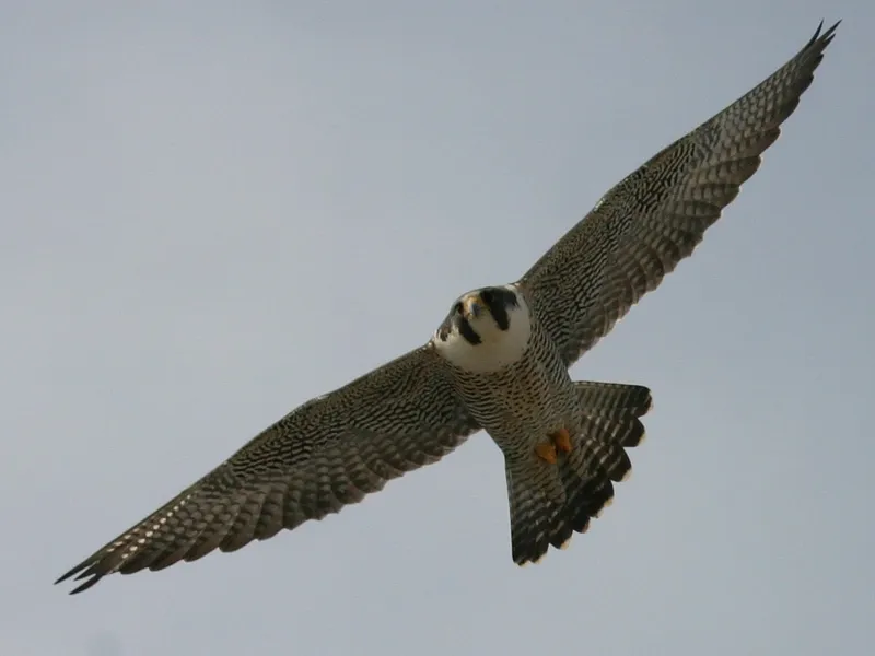 Birdcam 2004 is Live!