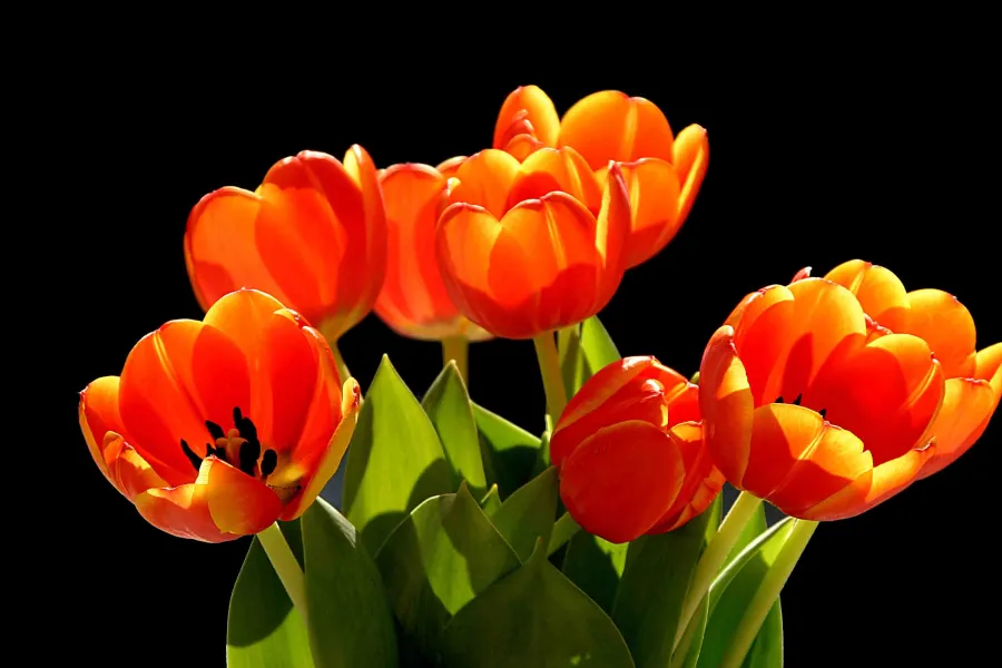 Tulips