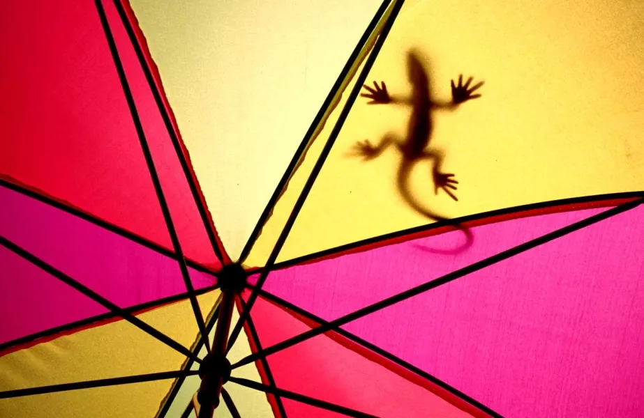 Lizrad On Umbrella