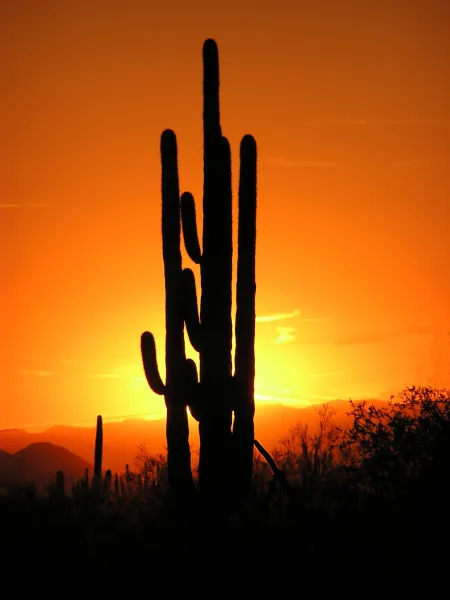 Arizona Sunset