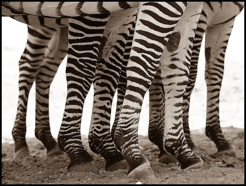 Zebra Legs