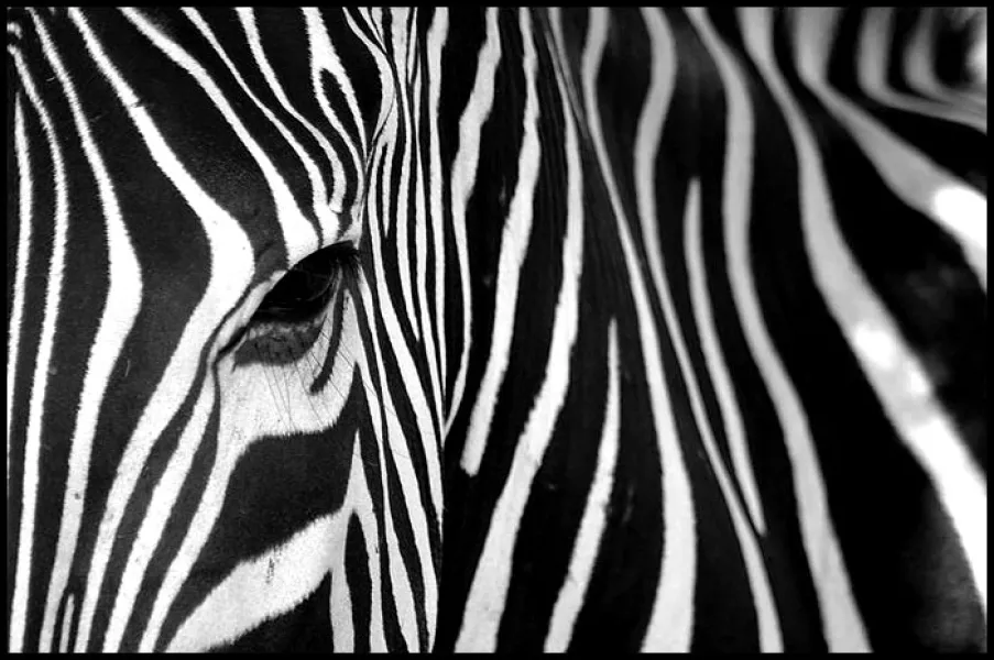 Abstractive Zebra