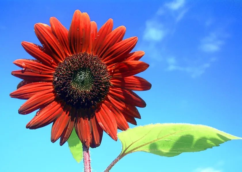 Red Sunflower