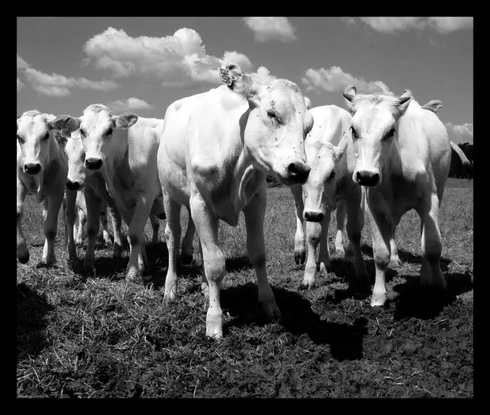 The Cows of The Center for Discovery