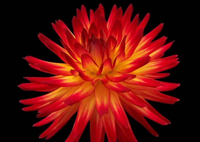 Western Spanish Dancer