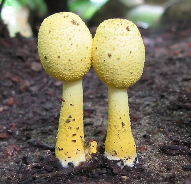 Twin Mushrooms