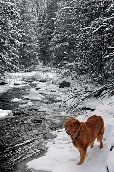 Wait for me by the River!