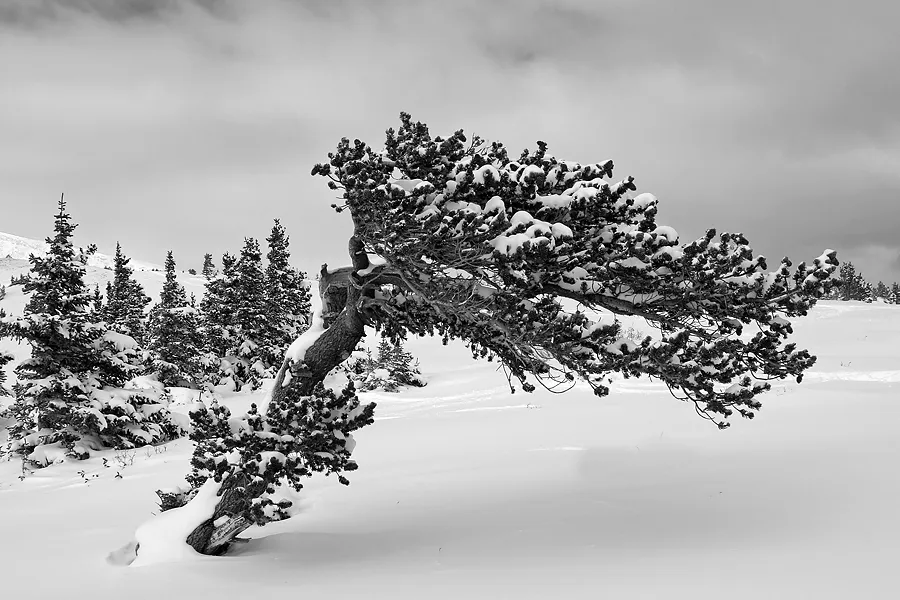 Adaptation to Adversity