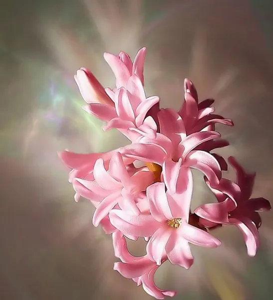 Fireworks of Hyacinth