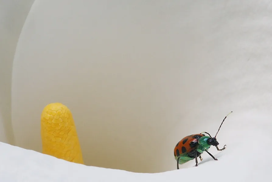 After a Day at the Plant