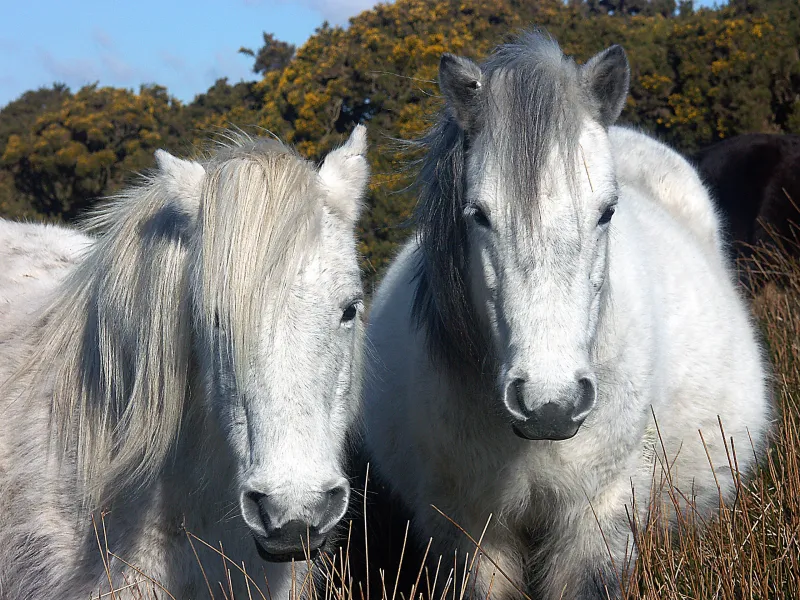 Dartmoor Ponies