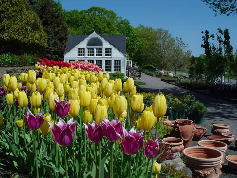 Tulip Time at White Flower