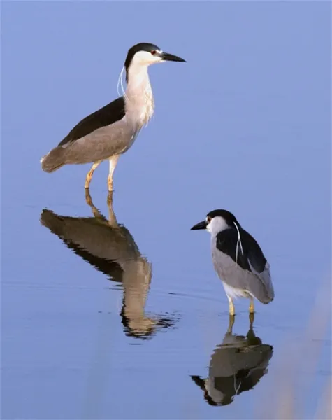 Black Crowned Night Heron