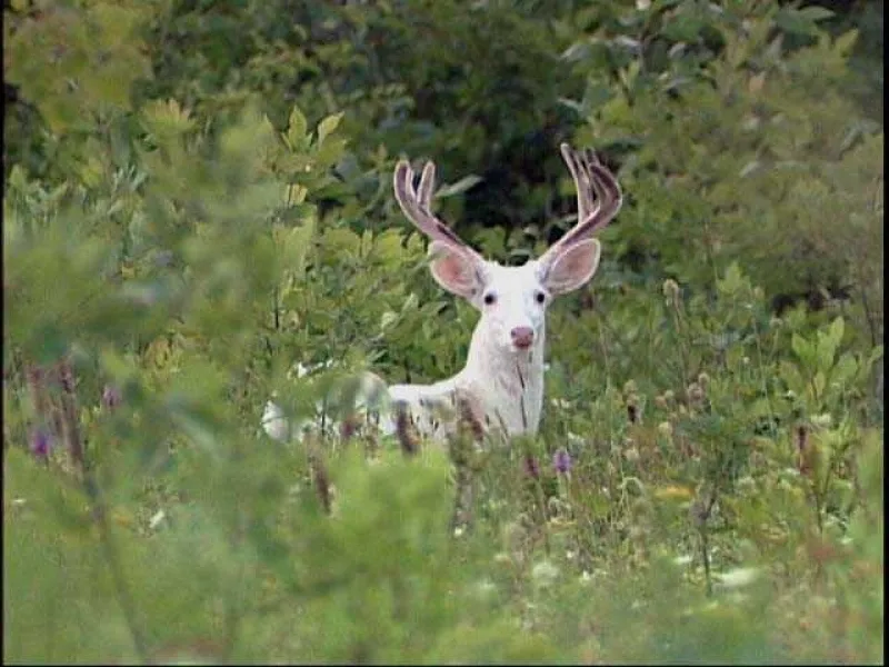 White Buck
