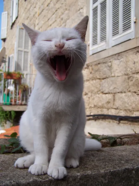 Corsica Cat