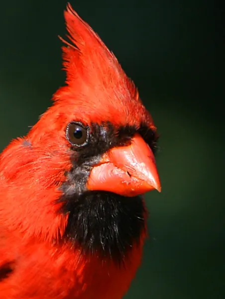 Male Cardinal