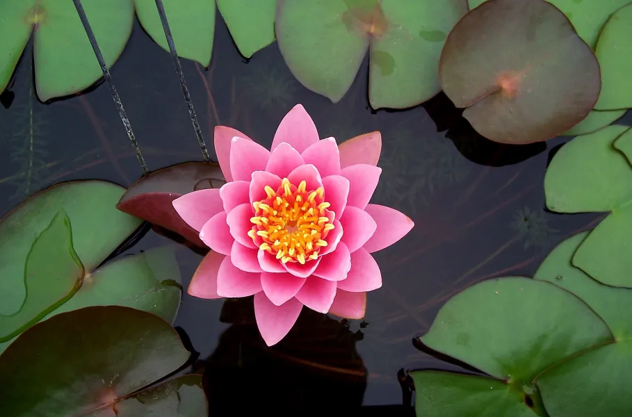 A Day at the Gardens