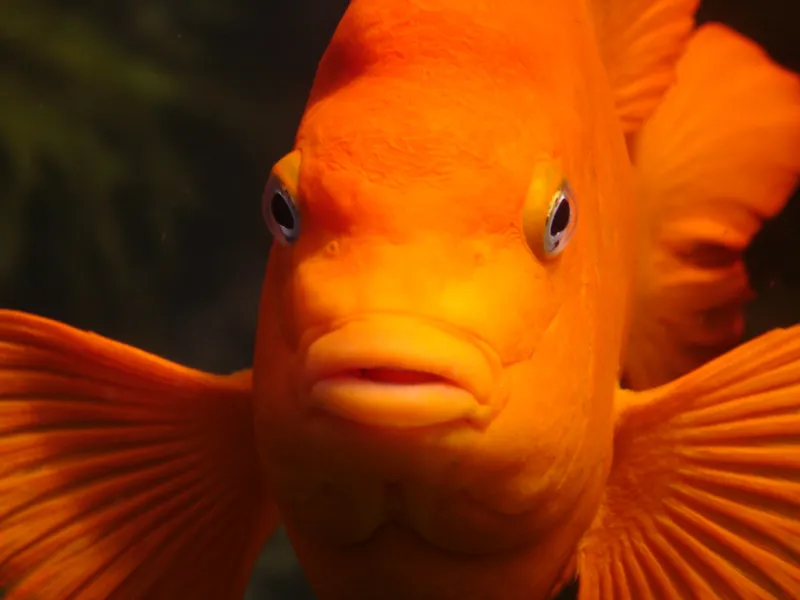 Up Close &amp; Personal