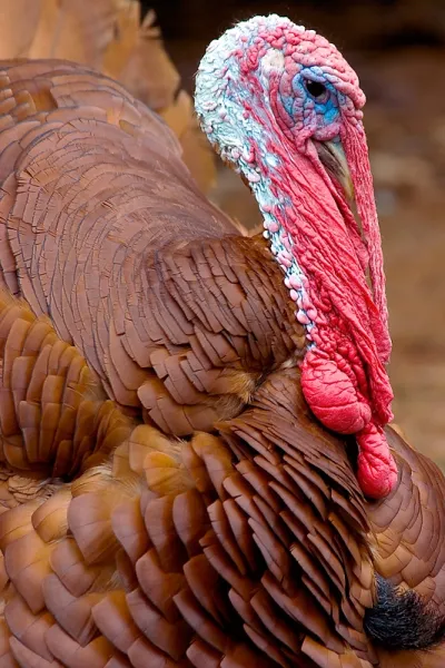 Thanksgiving Turkey?