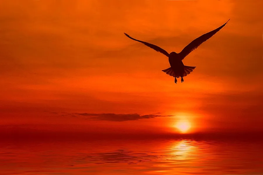 Flying into the Sunset