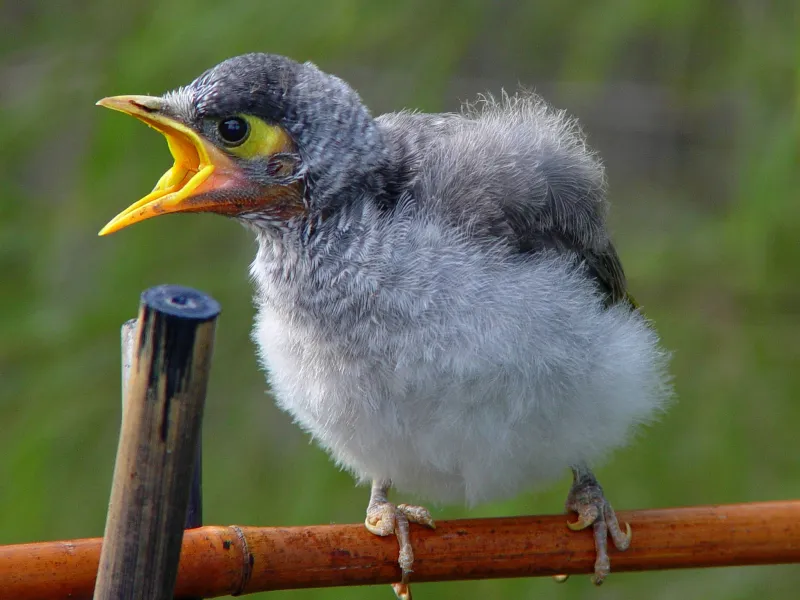 Dinner Time for Junior