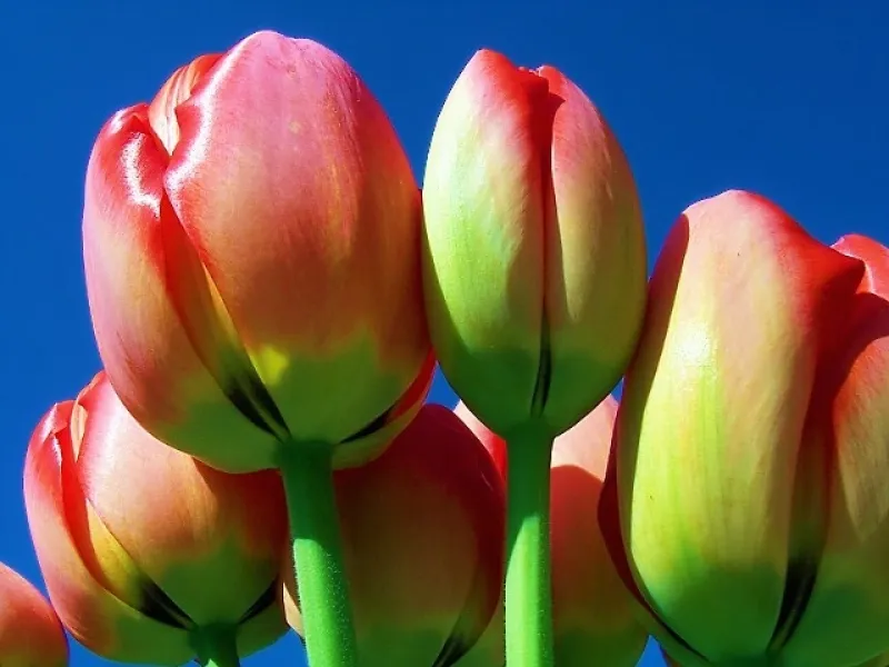 Tulips on Blue