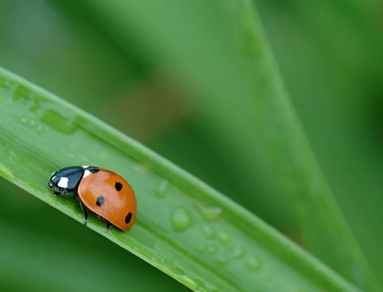 Ladybug, ladybug, fly away