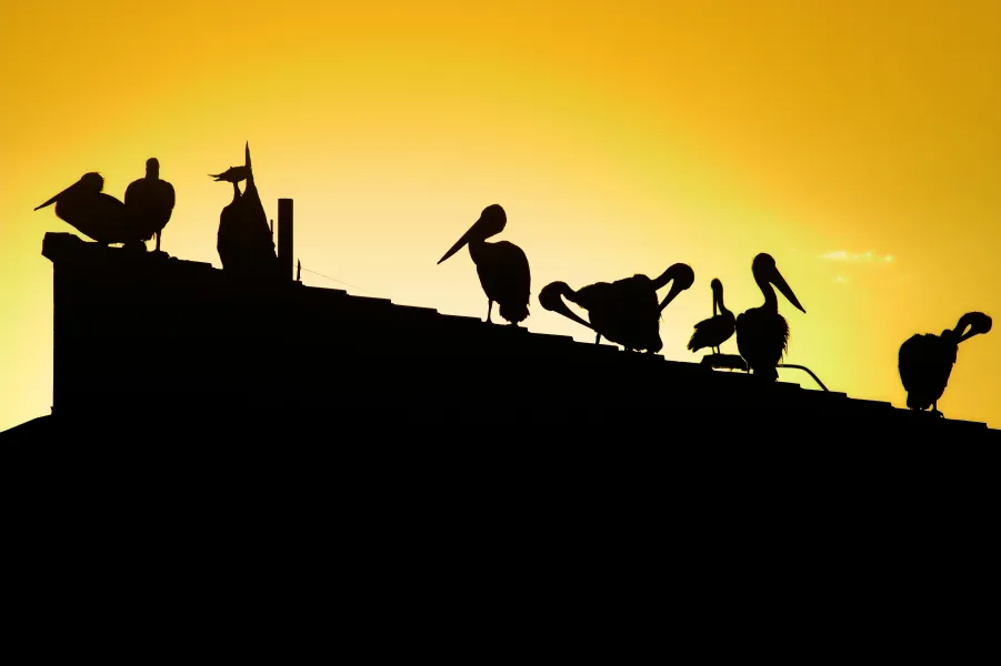 Meeting now in session