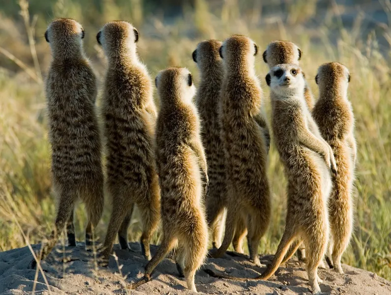 Botswana Meerkats