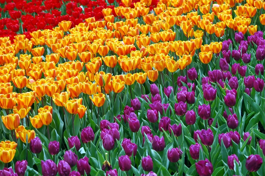 Sea of Tulips