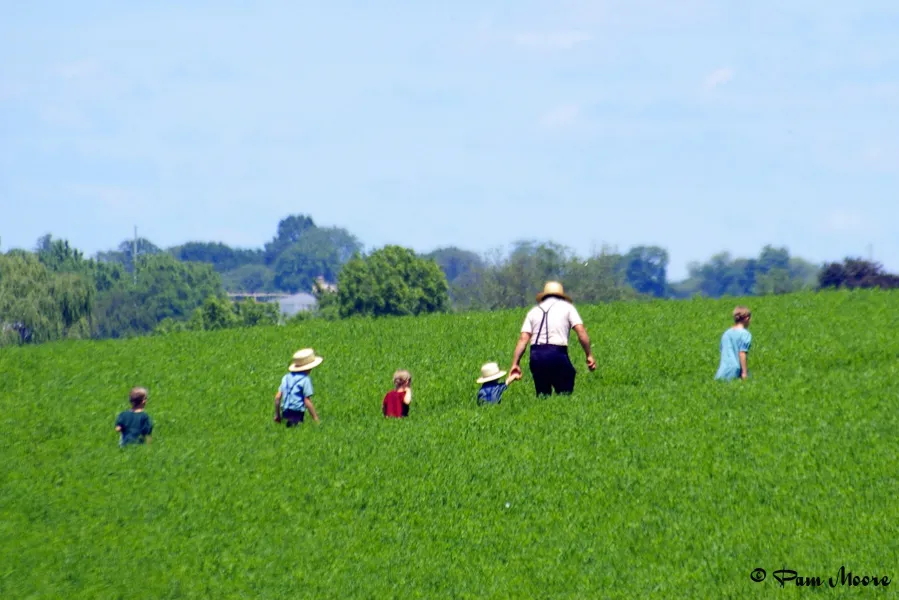 An Amish Family United