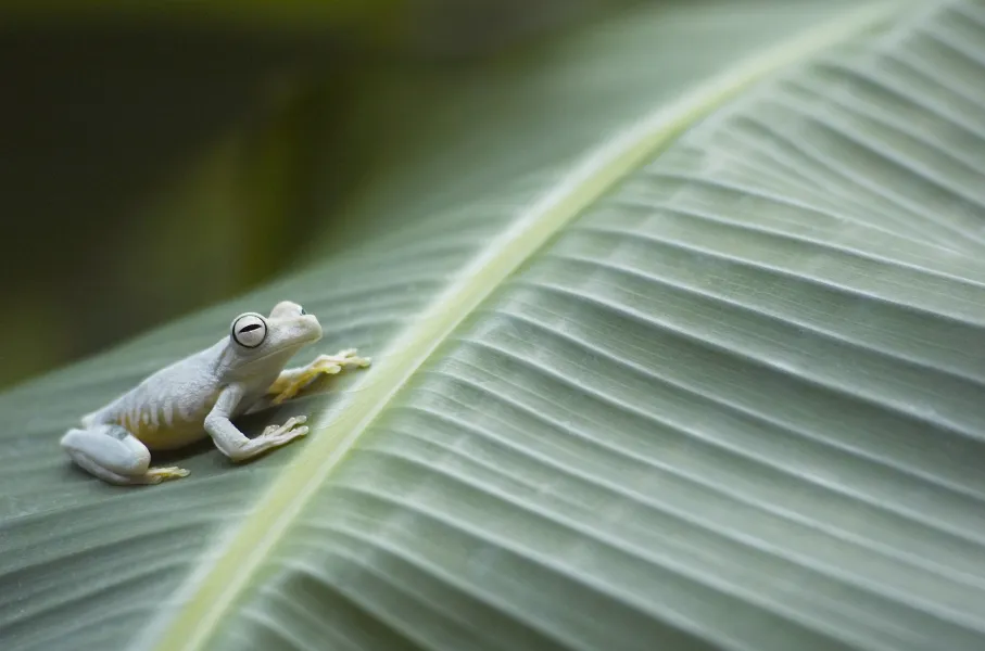 Tree Frog, Costa Rica