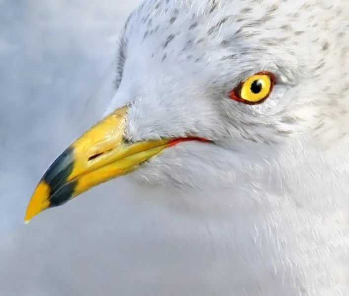 Yellow Beak and Sleek