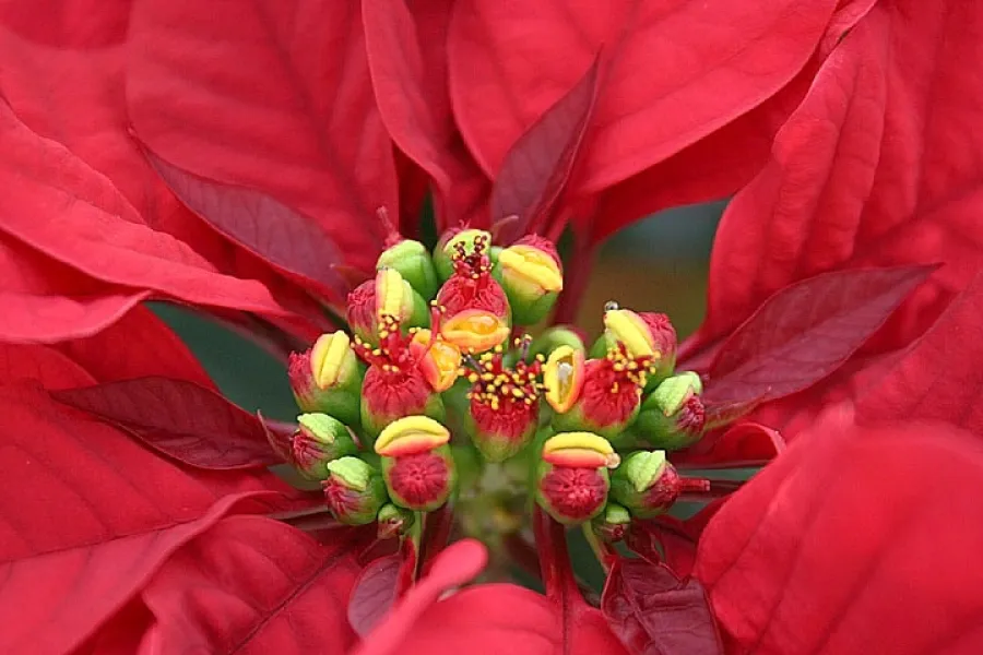 Poinsettia Heart