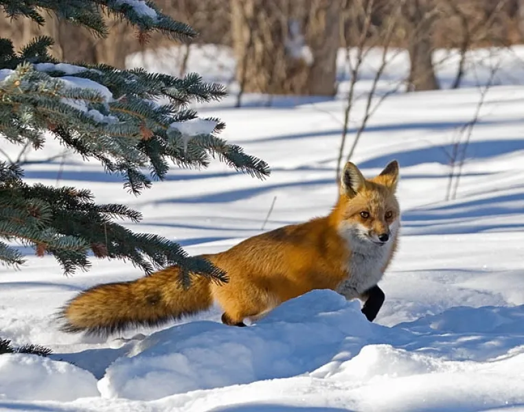 Rounding the Spruce Tree