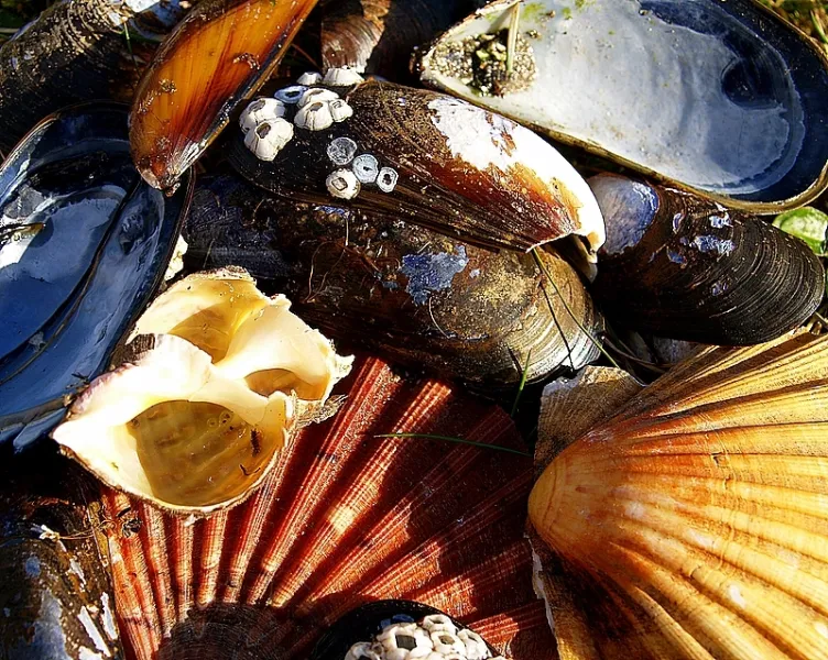Shell Collection
