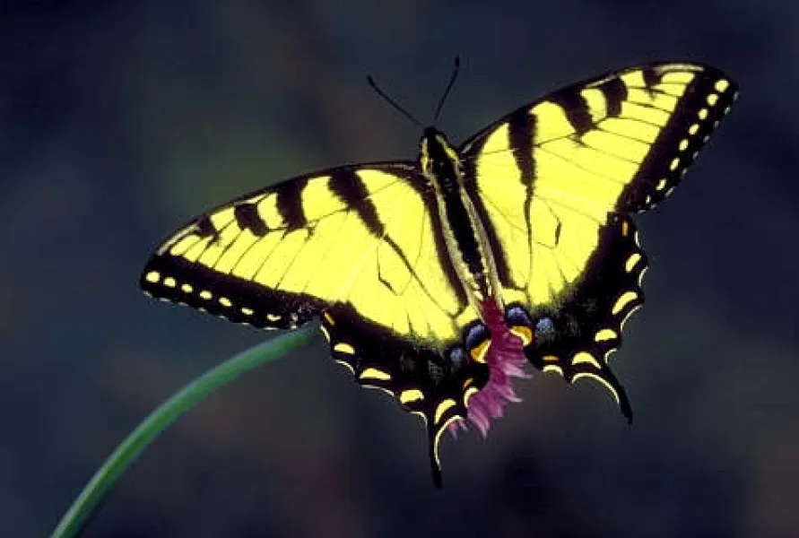 Tiger Swallowtail