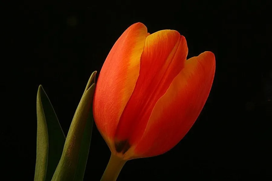 Spring Tulip