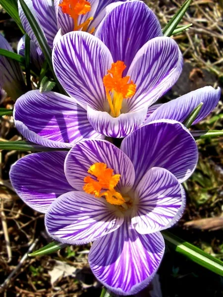 Crocus Cheer