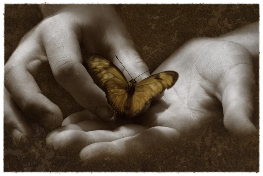 The Butterfly Effect