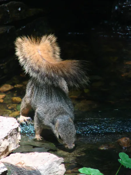 Stopping for a Drink