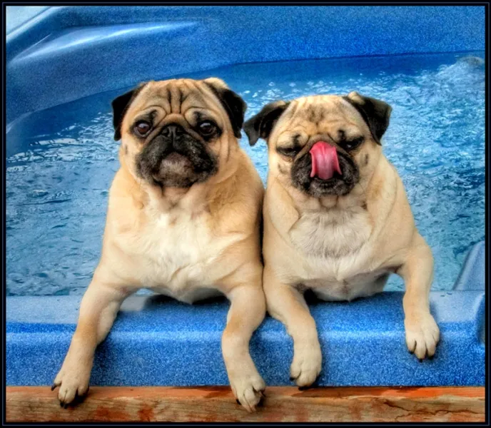 Hot Tub Pugs