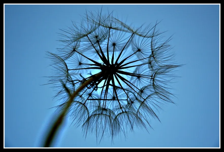 Dandelion