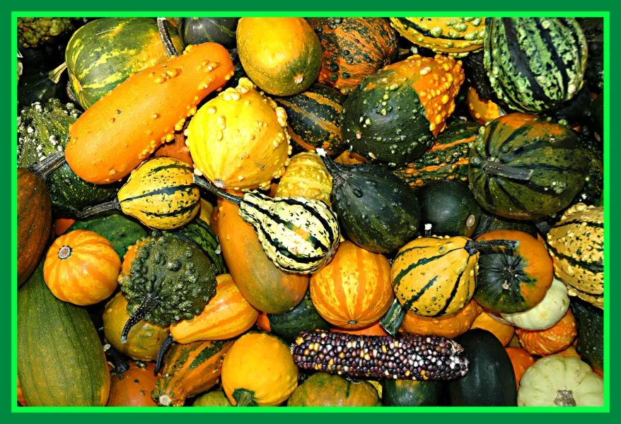 Gourds