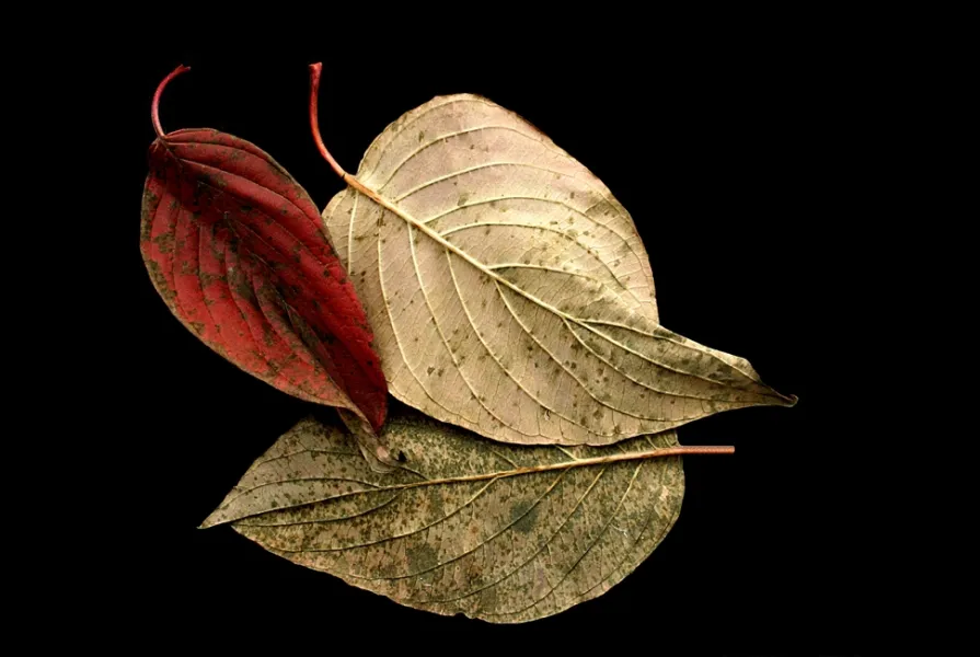 Three Fall Leaves