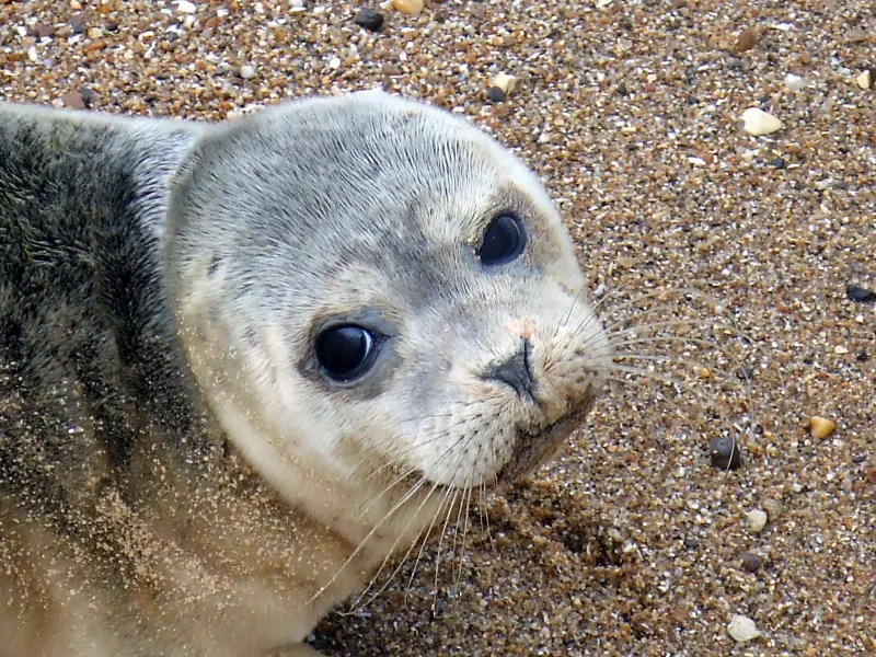 Wildlife in the Backwater