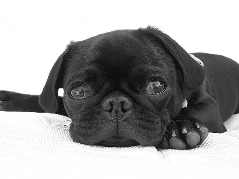Sleepy Pug